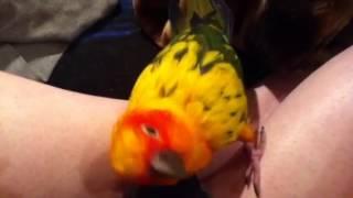 Rainbow-sun conure