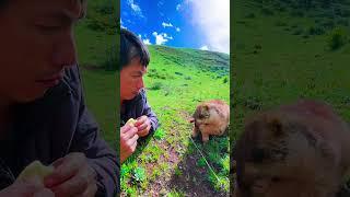 Cute Wild animal bobak marmot or prairie dog 443
