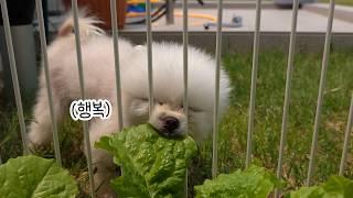 엄마 손가락을 왜 먹어! 다시 돌아 온 퐁키의 계절