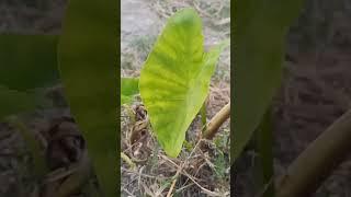 #nature #comedy #song #theindianfamily #ankit #plants #satisfying #garden #gardening
