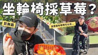 Is it okay to use a wheelchair to pick strawberries in Miaoli?