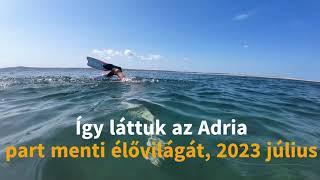 Így láttuk az Adria part menti élővilágát 2023 július