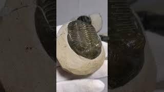 Hollardops Trilobites from Morocco #fossils #science #geology #paleontology #trilobite #sciencefacts
