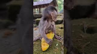 Daily update cute baby monkey and good mom #shorts