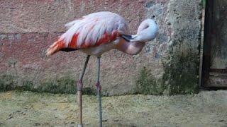 Raw: False Leg Gives Flamingo New Lease on Life