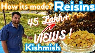 How is Kishmish made || किश्मिश कैसे बनती है || Dried grapes (Raisins) || Farming Engineer