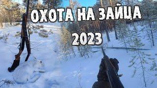 Охота на зайца 2023 | Тропление зайца