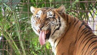 FLAVIO - The World's Oldest Tiger?