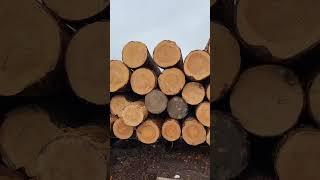 Запасаемся пиловочником на лето. Пилим только сосну и ель