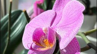 Butterflies in the sun #orchid #phalenopsis #orchids #beautiful #ukraine #kyiv #wow