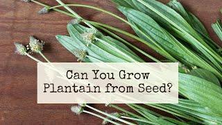 Can you grow Plantain from seed? ~ Can you save Plantain seed? ~ How to grow Plantain from seed ~