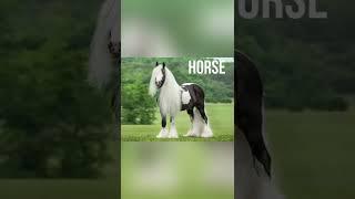 YOUR MONTH VEBRUARY #horse #shorts #vebruary