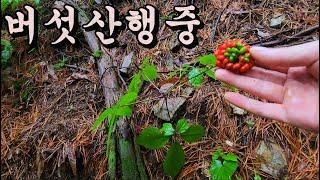 버섯산행중 대박 야생삼을 만난알!!!