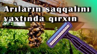 Arılar niyə "SAQQAL" uzadır? Nə etmək lazımdır?