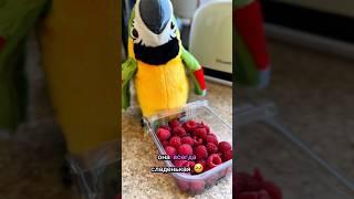 Аркадий учит цвета и ягоды 🫐#shorts #дети
