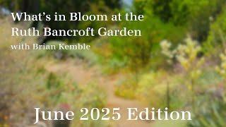 What's in Bloom at The Ruth Bancroft Garden (June 2025)