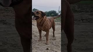 dog barking loudly sound effect || adarsh Tiwari vlog || best dog sound || #viral #dailyshorts #dog