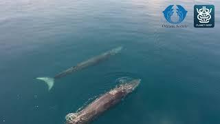 Bryde's whales in Raja Ampat, Indonesia - Oceanic Society expedition