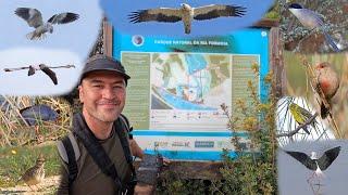 Ria Formosa Bird Watching, Faro, Portugal, Canon R7 & Sigma 150-600mm, Parque Natural