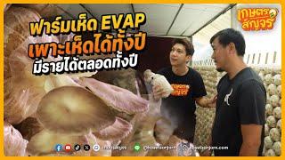 เทคนิคการทำฟาร์มเห็ด EVAP เพาะเห็ดได้ทุกฤดูกาล สร้างรายได้ตลอดทั้งปี | เกษตรสัญจร