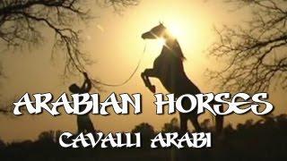 Club Cavallo Italia Presenta Cavalli Arabi