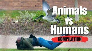 When Animals Outsmart Humans