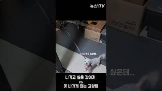산책 러버 강아지의 목줄 방해꾼 냥이