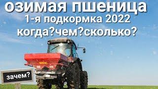 Озимая пшеница 2022 ранневесенняя подкормка