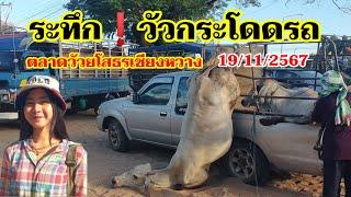 ตลาดวัวยโสธรเชียง 19/11/2567 ระทึกเกิดเหตุไม่คาดคิดกับรถขนวัวขึ้น ⁉️