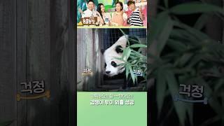 든든한 아이바오 덕분에 야외 방사장 입성 성공한 후이 #TV동물농장