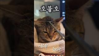 효자손 맛이 어때?