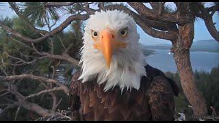 July 26, 2024: Shadow tidies up scattered sticks; Jackie aerates the nest  Clear windy evening