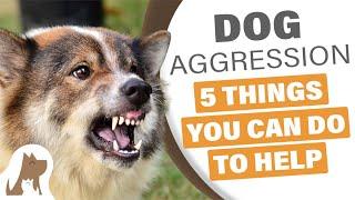 Stop dog aggression - 5 things you can do to help