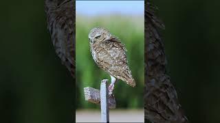 whoo here loves owloween?  #owloween #owls #lovebirds #halloween