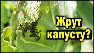 Вредителей капусты победить легко!