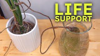 Aerial Root Survival Hack (Preventing Root Rot During Winter)