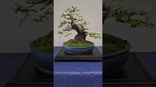 Have a nice day #bonsai #fyp #fy #free #daily #love #channel #moss #flower #tree