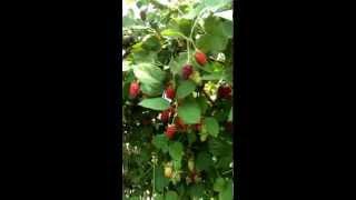 Малино- ежевика Букингем Тайберри