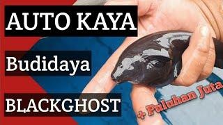 IKAN HANTU BIKIN AUTO KAYA.. || BLACK GHOST FISH BREEDING !!! 