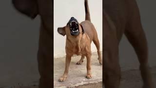 Aggressive german shepherd dog barking sound