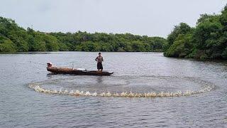 VEJA COMO JOGAR TARRAFA GRANDE E PEGAR PEIXE ! pescaria de tarrafa no manguezal.