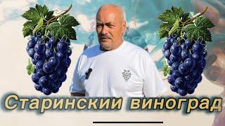 #24/18 часть 2/2 Беларусь. В гостях на винограднике Петра Кишени. Минская обл. д. Старино