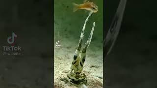 Watch a mantis shrimp in super slow motion