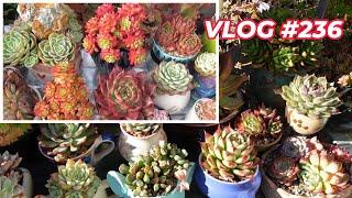 BEFORE & AFTER | New Succulents for Area One | VLOG #236 - Growing Succulents with LizK