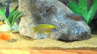 Natural Light African Cichlids