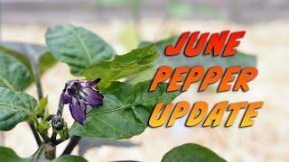 June Pepper Update