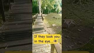 If They Look In The Eye…#macaque #trouble #challenge