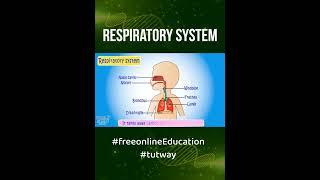 Explainer Video on Respiratory System    #tutway #freeonlineeducation #Science #respiratory #system