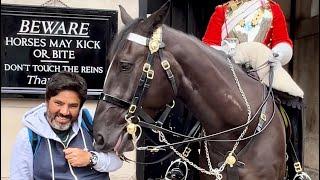 Royal Shenanigans: Horses Pranking Tourists!  #horseplay