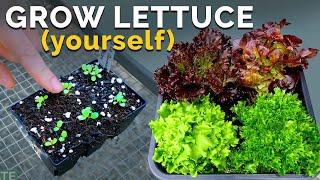 Growing Lettuce, From Seed to Harvest 